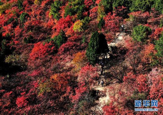 （环境）（4）红叶漫山秋意浓