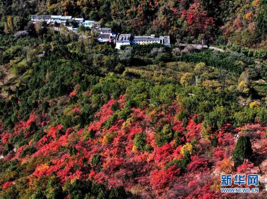 （环境）（5）红叶漫山秋意浓